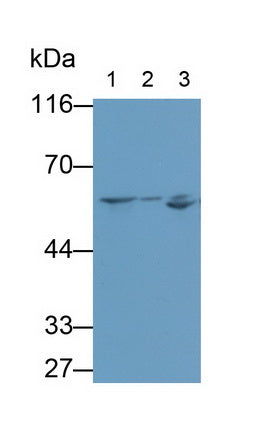 Neuregulin 1 (NRG1) Monoclonal Antibody - image 2