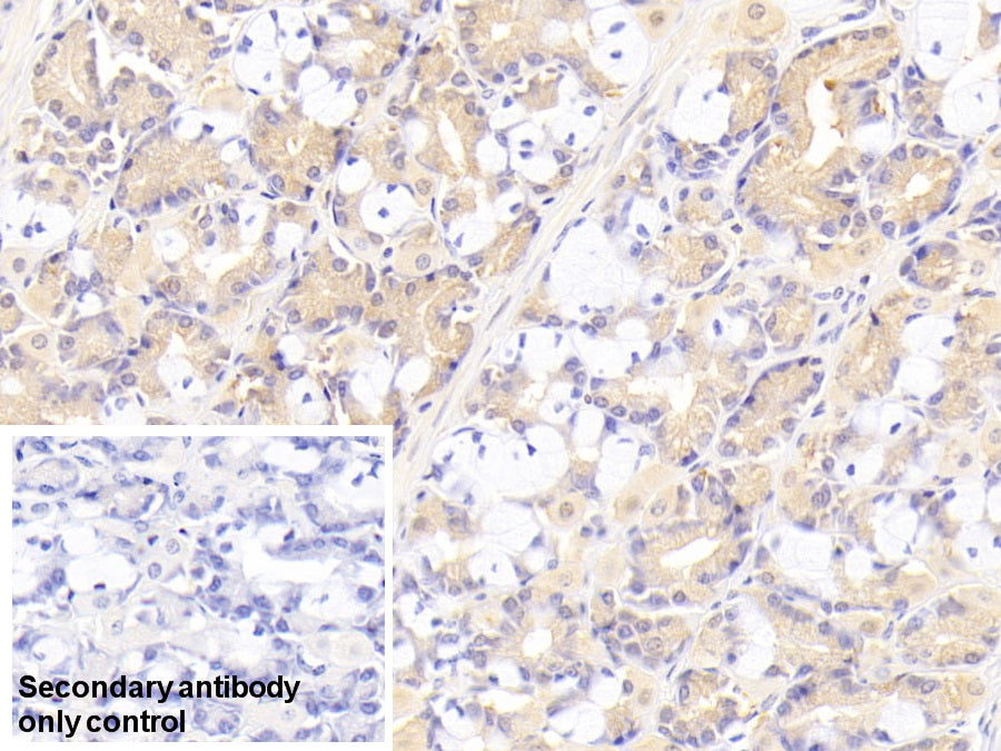 Western Blot; Sample: Lane1: Human Urine; Lane2: Porcine Stomach lysate; Primary Ab: 3ug/ml Mouse Anti-Human PGA Antibody; Second Ab: 0.2ug/mL HRP-Linked Caprine Anti-Mouse IgG Polyclonal Antibody