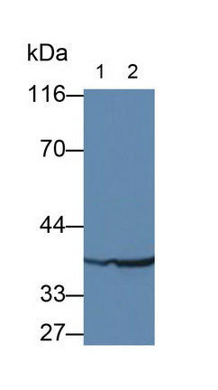 Pepsinogen A (PGA) Monoclonal Antibody - image 3