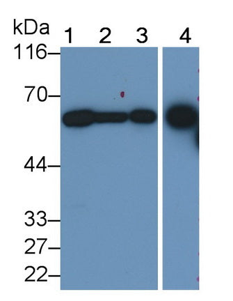 Dipeptidase 1, Renal (DPEP1) Monoclonal Antibody - image 2