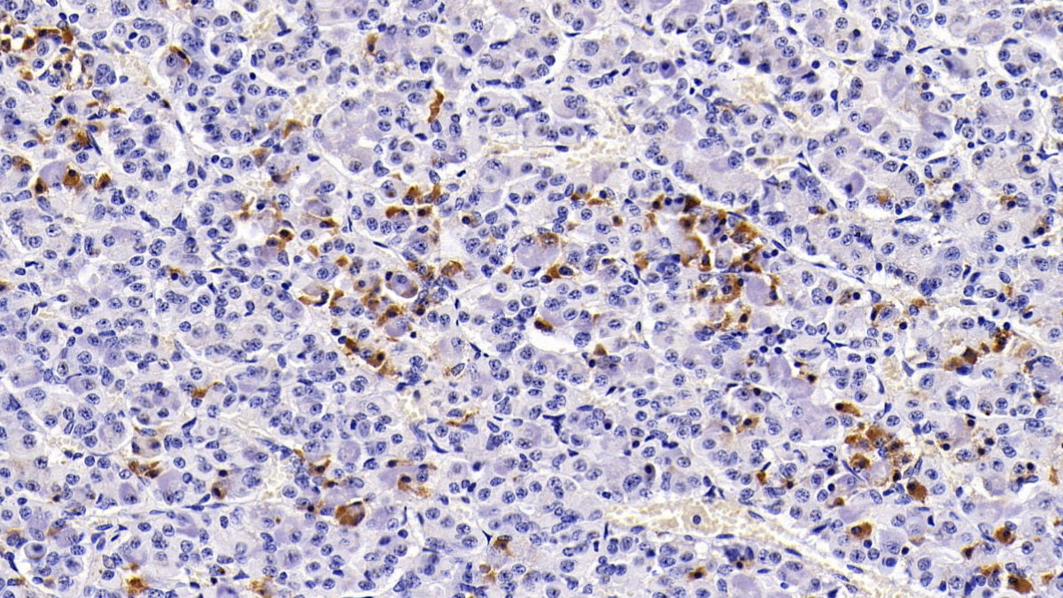 Prolactin (PRL) Monoclonal Antibody - image 2