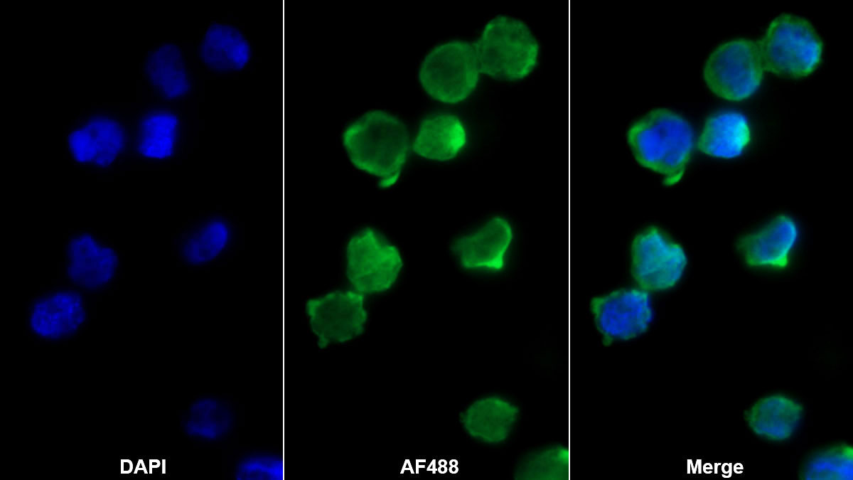 Growth Differentiation Factor 3 (GDF3) Monoclonal Antibody - image 2