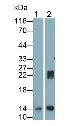 Galectin 1 (GAL1) Monoclonal Antibody - image 2