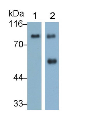 Afamin (AFM) Monoclonal Antibody - image 2