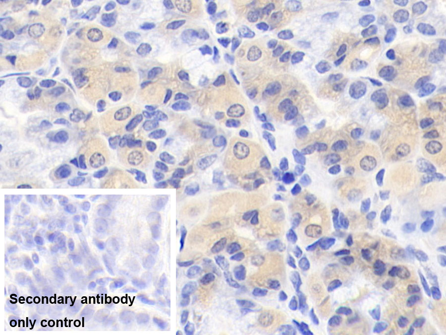 AF488 staining on IF; Sample: MOLT-4 cell; Primary Ab: 20ug/ml Mouse Anti-Human IL12B Antibody; Second Ab: 2ug/ml AF488-Linked Caprine Anti-Mouse IgG Polyclonal Antibody