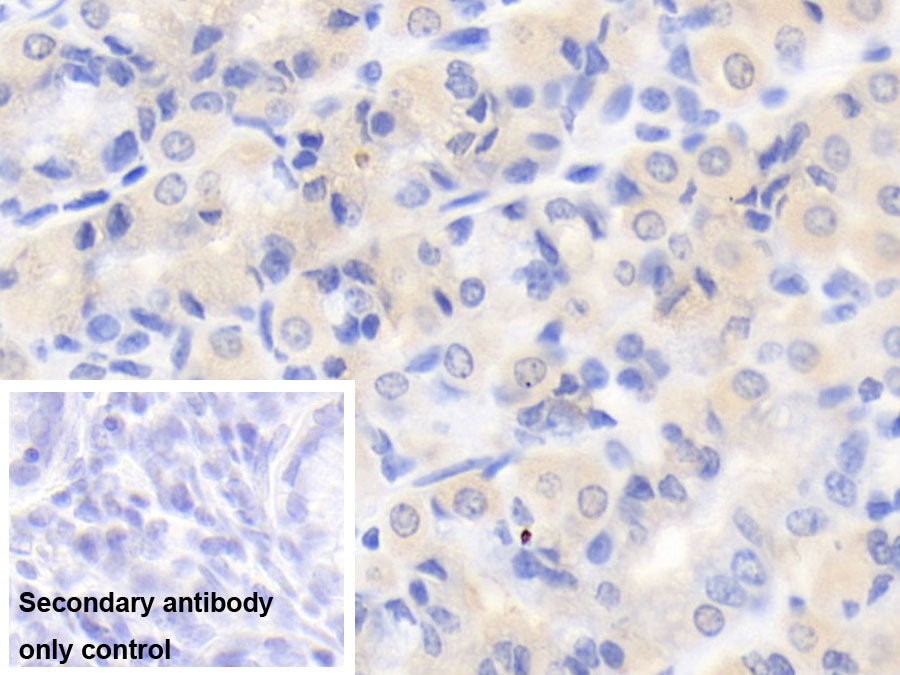 AF488 staining on IF; Sample: MOLT-4 cell; Primary Ab: 20ug/ml Mouse Anti-Human IL12B Antibody; Second Ab: 2ug/ml AF488-Linked Caprine Anti-Mouse IgG Polyclonal Antibody