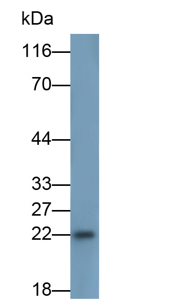 Interleukin 18 (IL18) Monoclonal Antibody - image 2