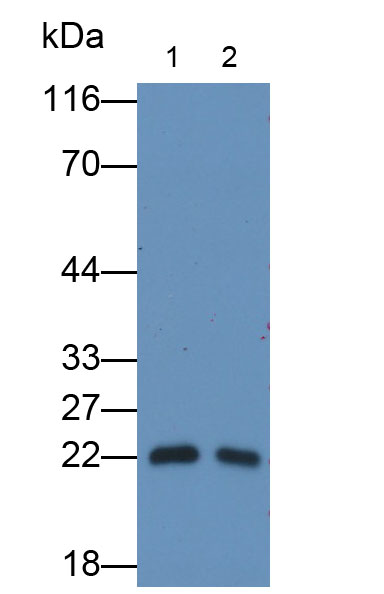 Western Blot; Sample: THP1 cell lysate; Primary Ab: 0.2ug/ml Mouse Anti-Human IL18 Antibody; Second Ab: 0.2ug/ml HRP-Linked Caprine Anti-Mouse IgG Polyclonal Antibody