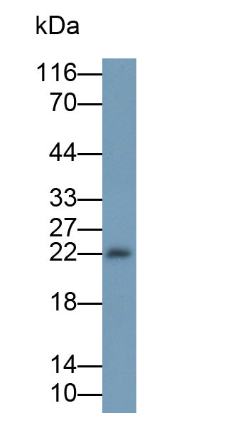 Interleukin 18 (IL18) Monoclonal Antibody - image 5
