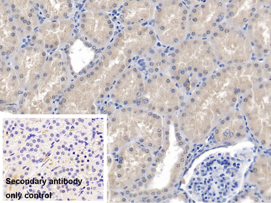 Nephrin (NPHN) Monoclonal Antibody - image 2