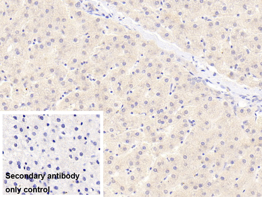 Alpha 2-Antiplasmin (a2PI) Monoclonal Antibody - image 2