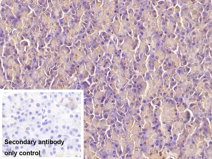 Ubiquitin (Ub) Monoclonal Antibody - image 5