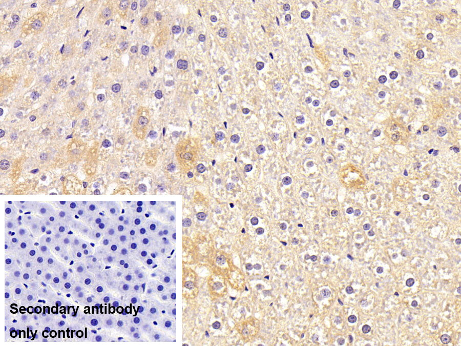Western Blot; Sample: Rat Heart lysate; Primary Ab: 0.5ug/ml Mouse Anti-Human APOH Antibody; Second Ab: 0.2ug/ml HRP-Linked Caprine Anti-Mouse IgG Polyclonal Antibody