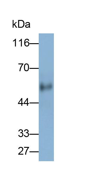 Apolipoprotein H (APOH) Monoclonal Antibody - image 3