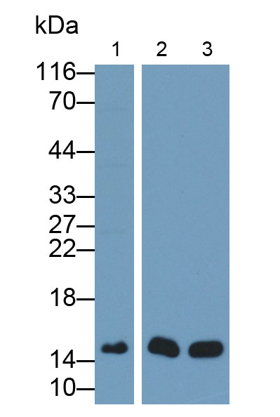 Neurogranin (NRGN) Monoclonal Antibody - image 4