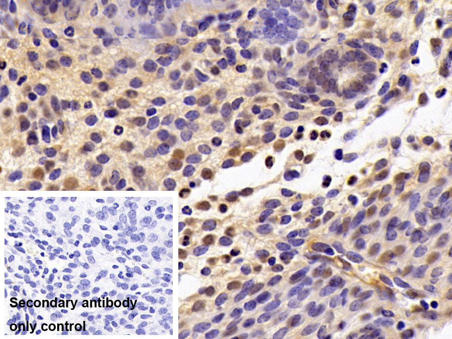 DAB staining on IHC-P; Sample: Mouse Small intestine Tissue; Primary Ab: 30ug/ml Mouse Anti-Human GAPDH Antibody; Control: Used PBS instead of primary antibody; Second Ab: 2ug/ml HRP-Linked Caprine Anti-Mouse IgG Polyclonal Antibody