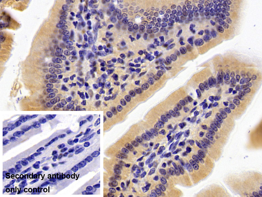 DAB staining on IHC-P; Sample: Mouse Stomach Tissue; Primary Ab: 30ug/ml Mouse Anti-Human GAPDH Antibody; Control: Used PBS instead of primary antibody; Second Ab: 2ug/ml HRP-Linked Caprine Anti-Mouse IgG Polyclonal Antibody