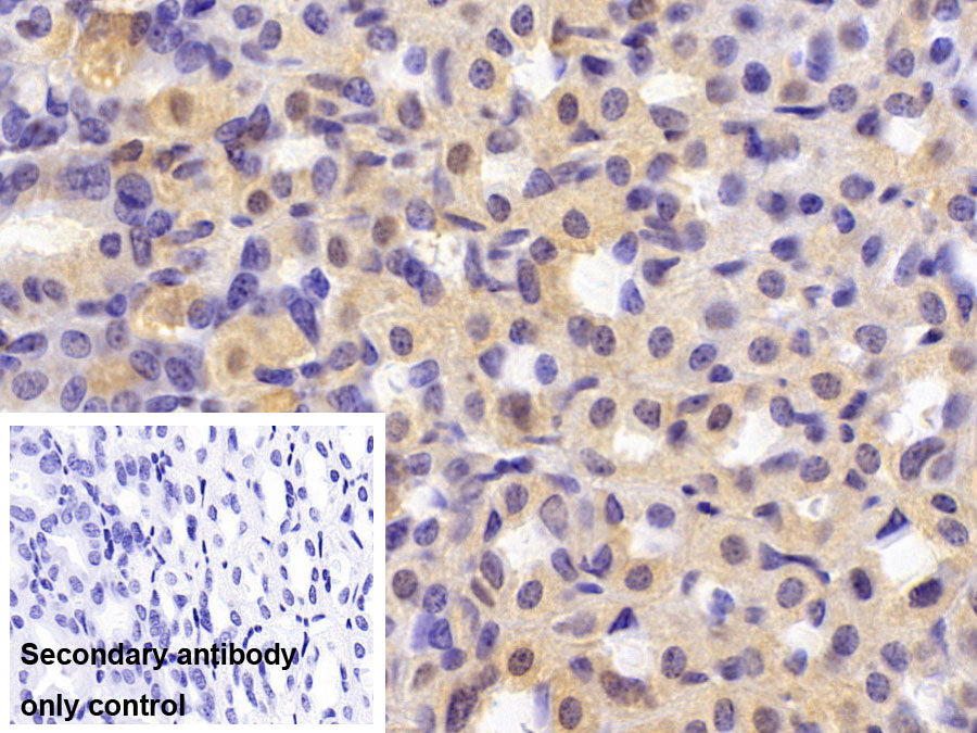 DAB staining on IHC-P; Sample: Mouse Pancreas Tissue; Primary Ab: 30ug/ml Mouse Anti-Human GAPDH Antibody; Control: Used PBS instead of primary antibody; Second Ab: 2ug/ml HRP-Linked Caprine Anti-Mouse IgG Polyclonal Antibody