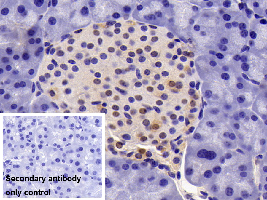 Glyceraldehyde-3-Phosphate Dehydrogenase (GAPDH) Monoclonal Antibody - image 5