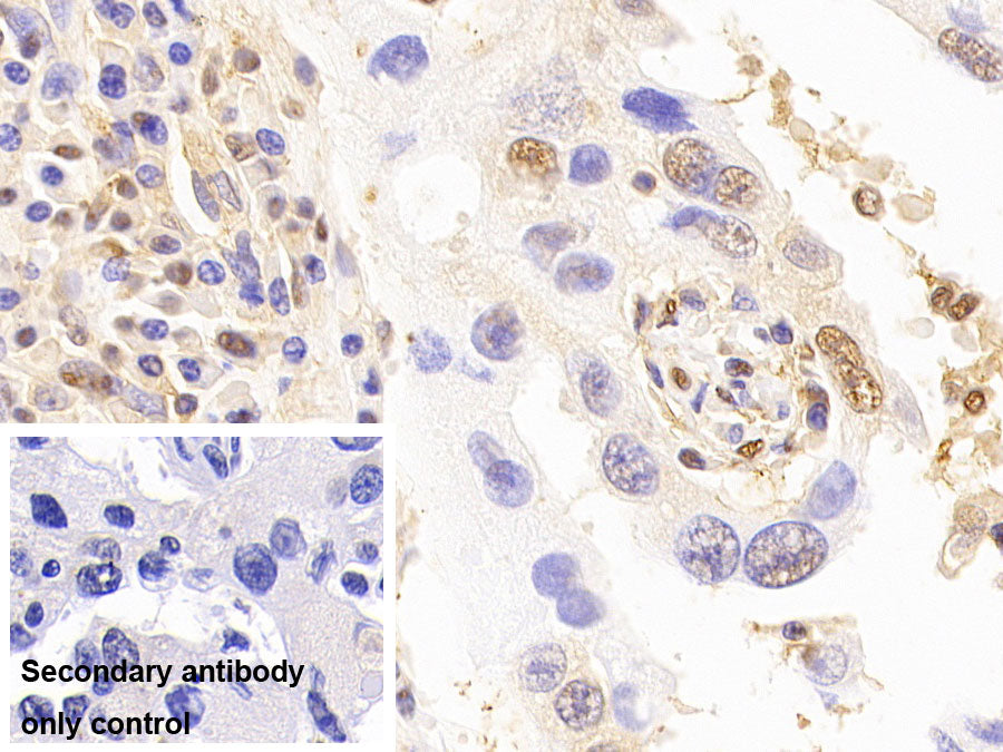 Western Blot; Samples: Lane1: Porcine Liver lysate; Lane2: Porcine Kidney lysate; Lane3: Gallus Kidney lysate; Lane4: Rabbit Liver lysate; Lane5: Rabbit Kidney lysate; Lane6: Mouse Liver lysate; Primary Ab: 0.5ug/ml Mouse Anti-Human GAPDH Antibody; Second Ab: 0.2ug/ml HRP-Linked Caprine Anti-Mouse IgG Polyclonal Antibody