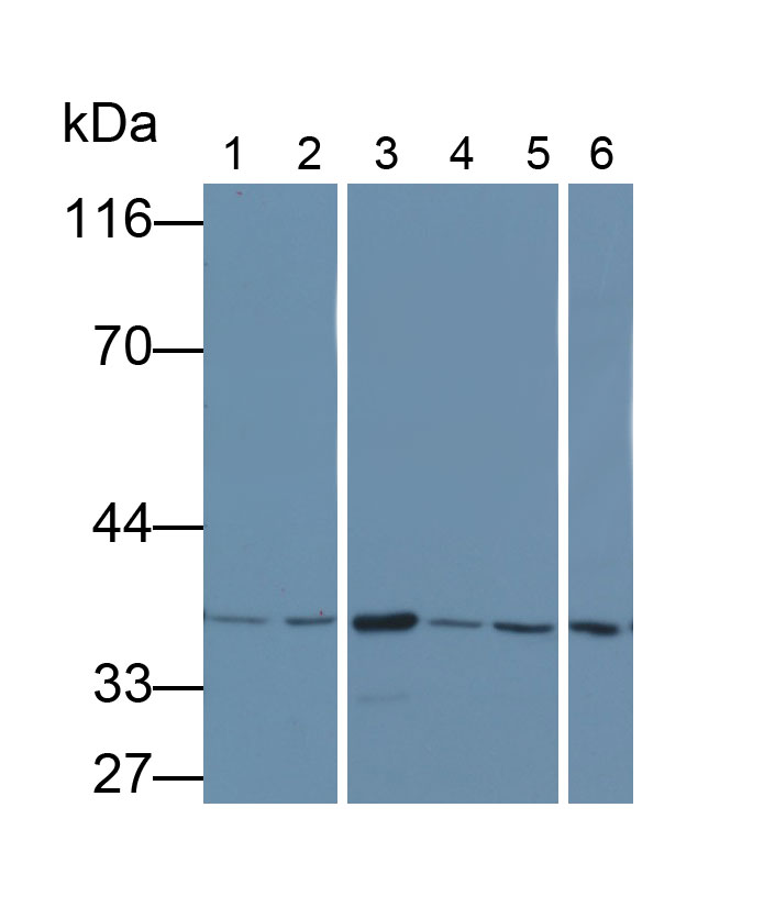 Glyceraldehyde-3-Phosphate Dehydrogenase (GAPDH) Monoclonal Antibody - image 4