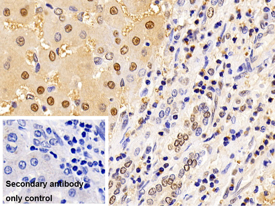 Western Blot; Sample: Rat Heart lysate Primary Ab: 1ug/ml Mouse Anti-Human GAPDH Antibody Second Ab: 0.2ug/ml HRP-Linked Caprine Anti-Mouse IgG Polyclonal Antibody