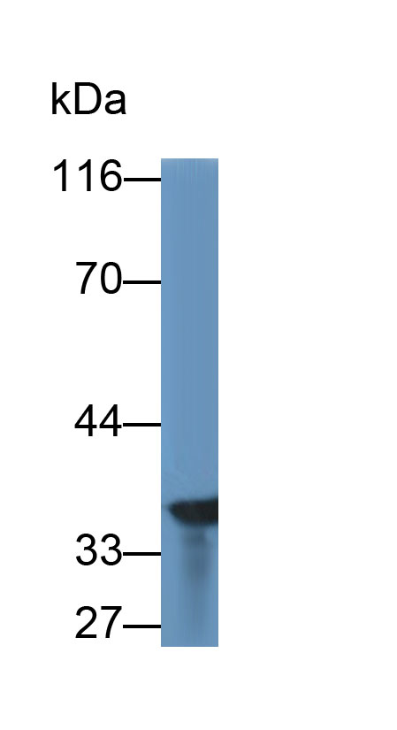 Glyceraldehyde-3-Phosphate Dehydrogenase (GAPDH) Monoclonal Antibody - image 5