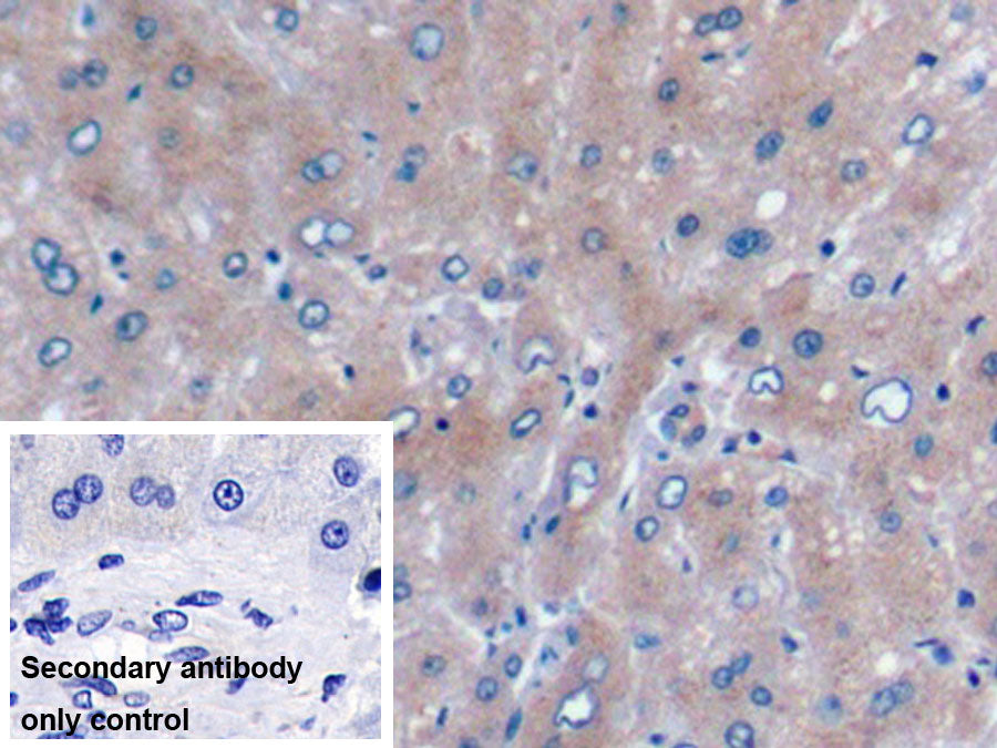 Urocortin 2 (UCN2) Monoclonal Antibody - image 2
