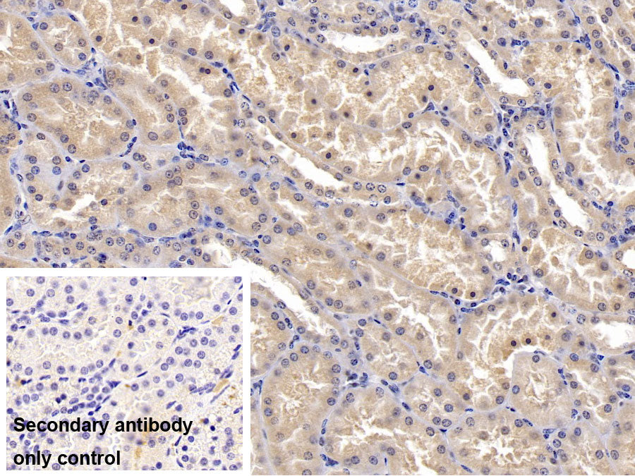 Stanniocalcin 1 (STC1) Monoclonal Antibody - image 2