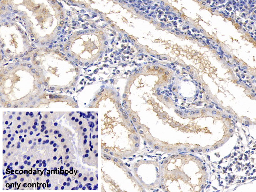 Ribonuclease A2 (RNASE2) Monoclonal Antibody - image 2