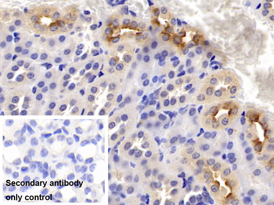 AF488 staining on IF; Sample: Hepa1-6 cell; Primary Ab: 20ug/ml Mouse Anti-Mouse DTYMK Antibody; Second Ab: 2ug/ml AF488-Linked Caprine Anti-Mouse IgG Polyclonal Antibody