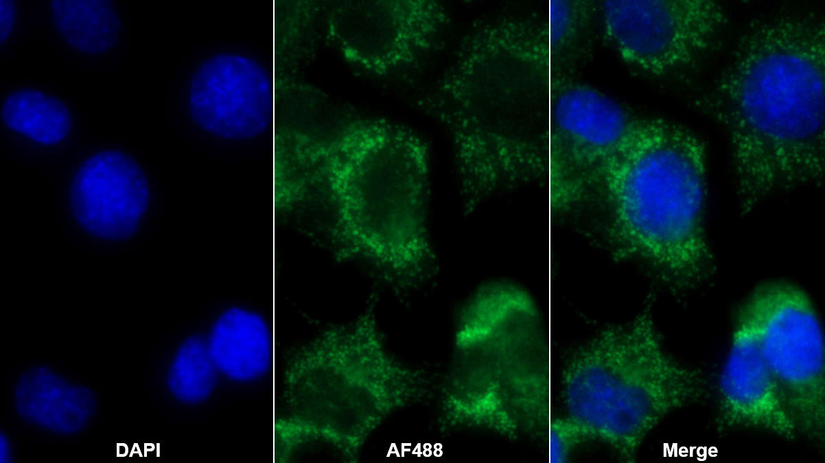 Deoxythymidylate Kinase (DTYMK) Monoclonal Antibody - image 4