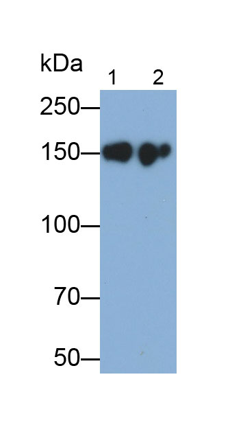 Epidermal Growth Factor Receptor (EGFR) Monoclonal Antibody - image 2