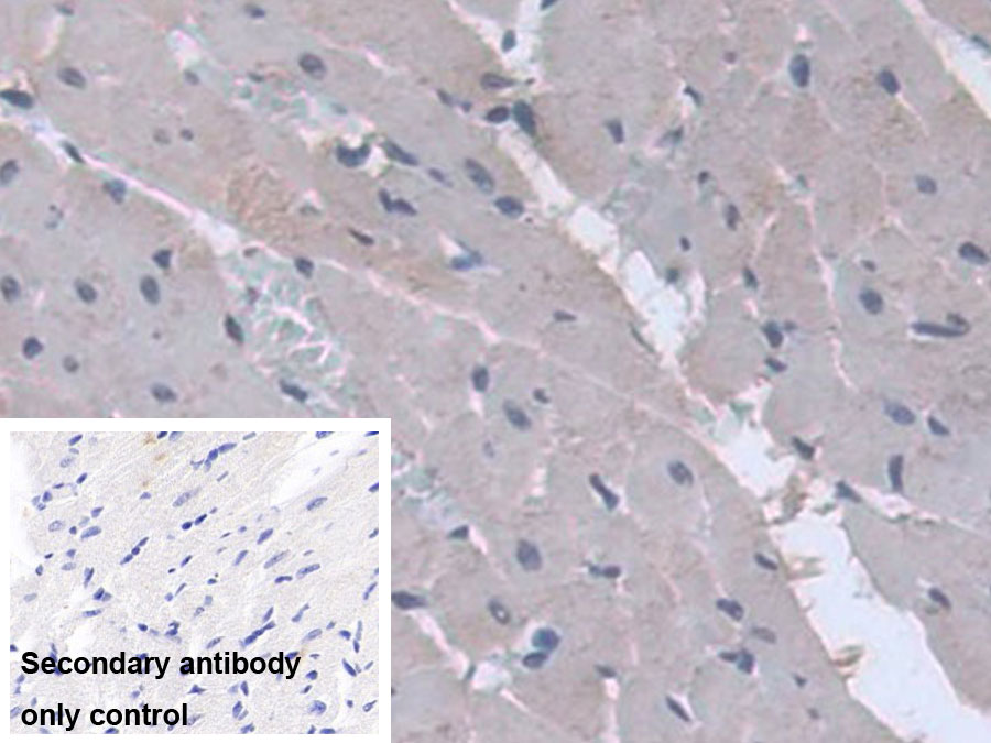 Alpha-1-Acid Glycoprotein (a1AGP) Monoclonal Antibody - image 2