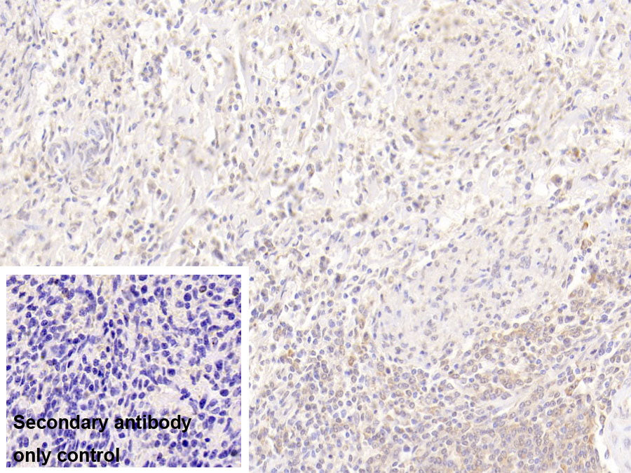 Resistin (RETN) Monoclonal Antibody - image 2