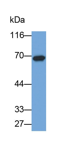 Albumin (ALB) Polyclonal Antibody - image 2