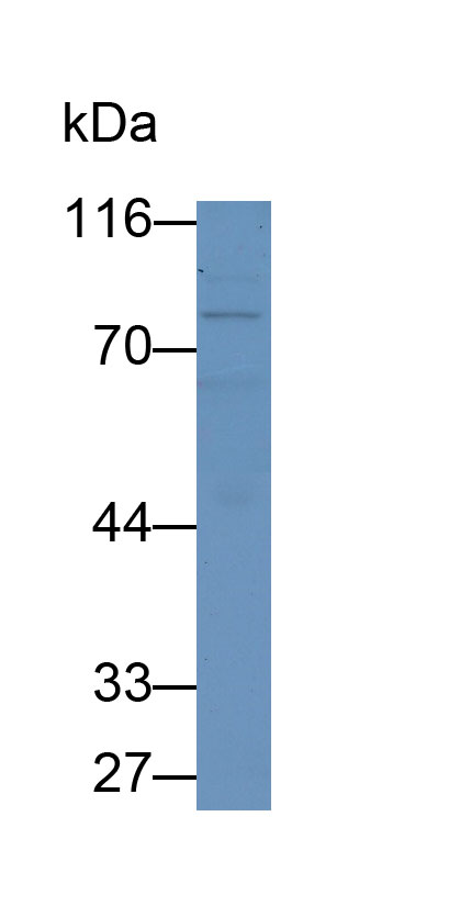 Myxovirus Resistance 1 (MX1) Monoclonal Antibody - image 2