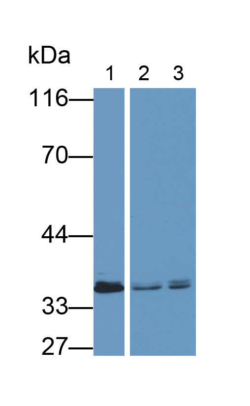 Annexin A3 (ANXA3) Monoclonal Antibody - image 2