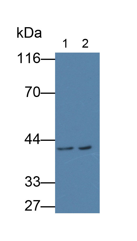 Human A549 cell line was fixed with 2% paraformaldehyde