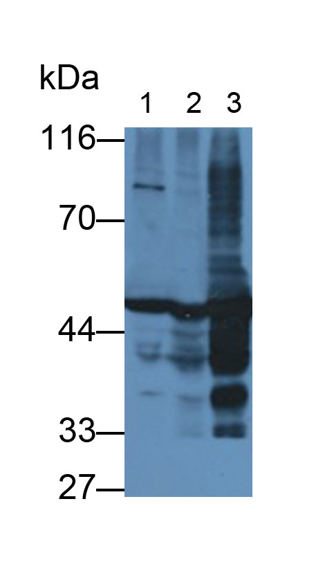 Enolase, Neuron Specific (NSE) Monoclonal Antibody - image 2