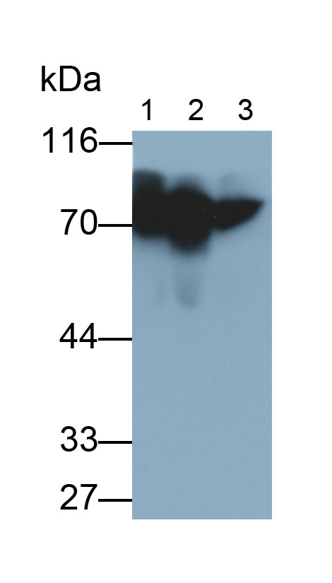 Alpha-1-B-Glycoprotein (a1BG) Monoclonal Antibody - image 2