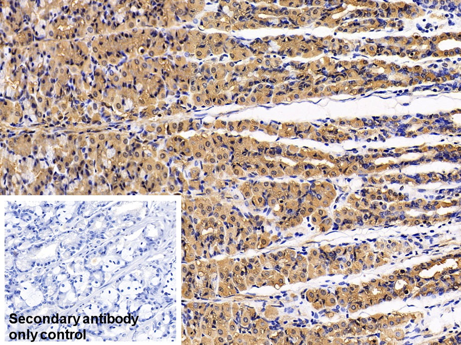 AF488 staining on IF; Sample: HEL92.1.7 cell; Primary Ab: 20ug/ml Mouse Anti-Human PGA Antibody; Second Ab: 2ug/ml AF488-Linked Caprine Anti-Mouse IgG Polyclonal Antibody