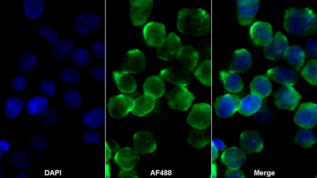 Western Blot; Samples: Lane1: Human Urine; Lane2: Porcine Stomach lysate; Primary Ab: 0.2ug/ml Mouse Anti-Human PGA Antibody Second Ab: 0.2ug/ml HRP-Linked Caprine Anti-Mouse IgG Polyclonal Antibody