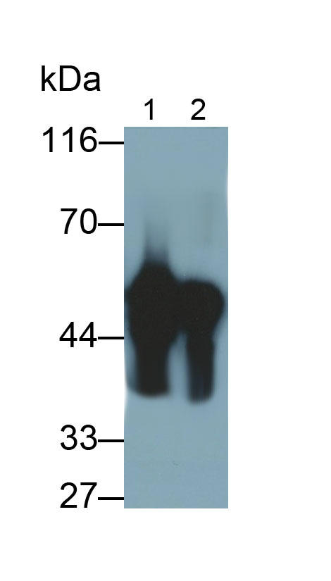 Western Blot; Samples: Lane1: Porcine Stomach lysate; Lane2: Rat Stomach lysate; Lane3: Canine Stomach lysate; Primary Ab: 0.1ug/ml Mouse Anti-Human PGA Antibody; Second Ab: 0.2ug/ml HRP-Linked Caprine Anti-Mouse IgG Polyclonal Antibody
