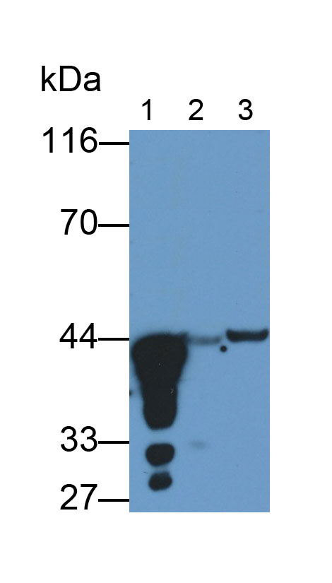 Pepsinogen A (PGA) Monoclonal Antibody - image 5