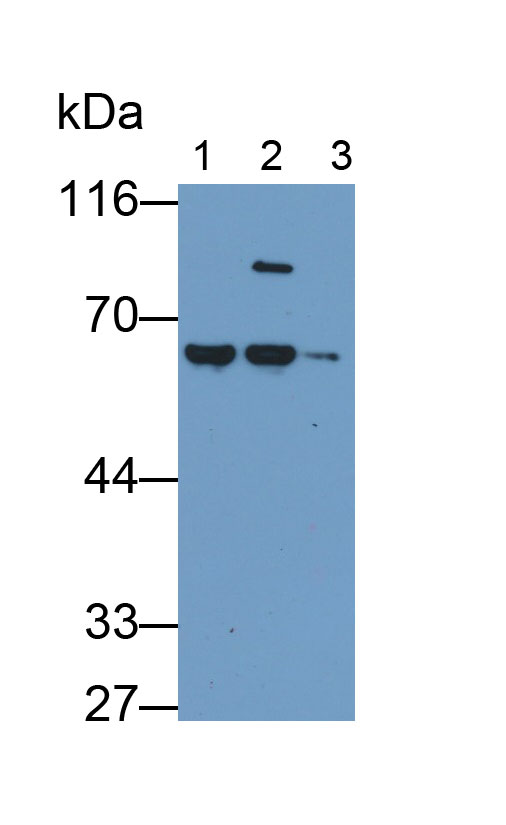 Alpha-1-Antitrypsin (a1AT) Monoclonal Antibody - image 2