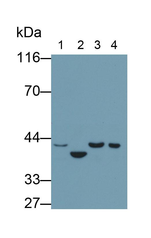 TATA Binding Protein (TBP) Monoclonal Antibody - image 2