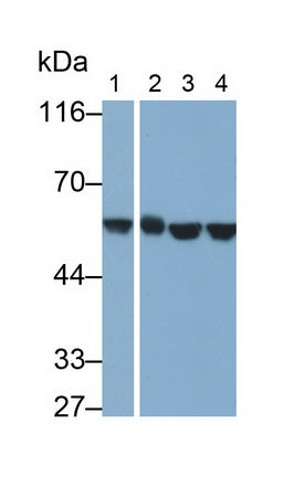 Chaperonin Containing TCP1, Subunit 2 (CCT2) Monoclonal Antibody - image 5