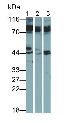 Amyloid Beta Precursor Like Protein 1 (APLP1) Polyclonal Antibody - image 4