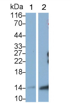 Monocyte Chemotactic Protein 3 (MCP3) Monoclonal Antibody - image 2